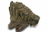 Fossil Woolly Mammoth Molar - Siberia #377768-1